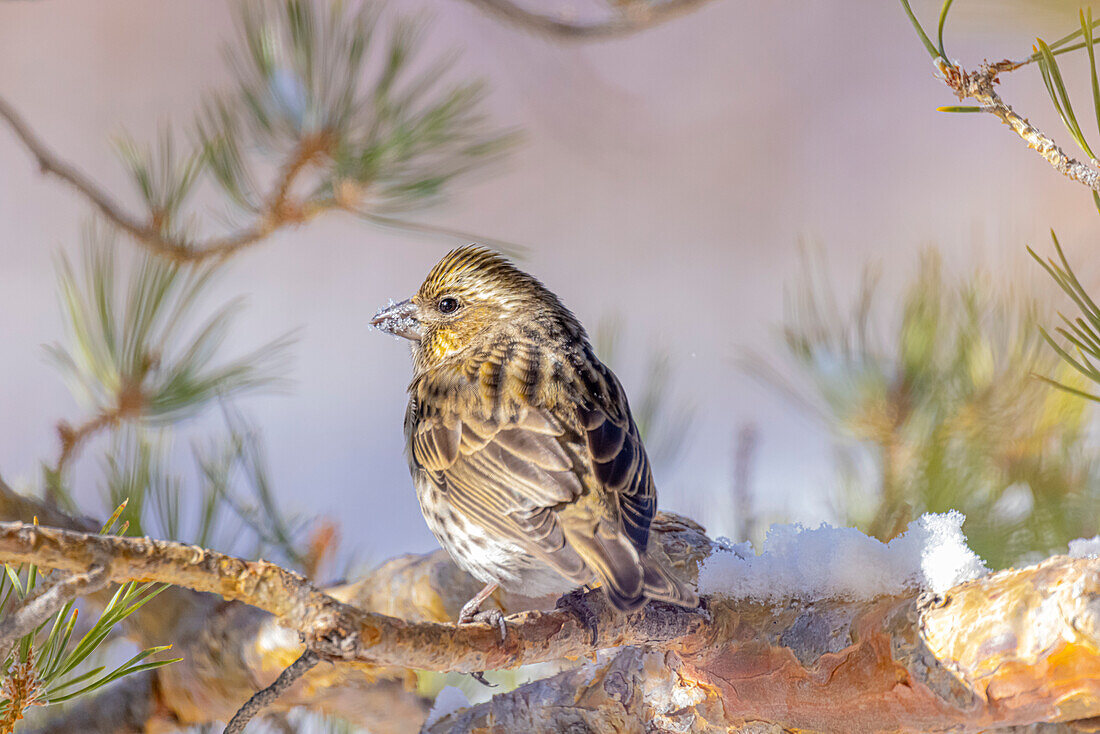 USA, Colorado, Fort Collins. Female Cassin's finch in tree.