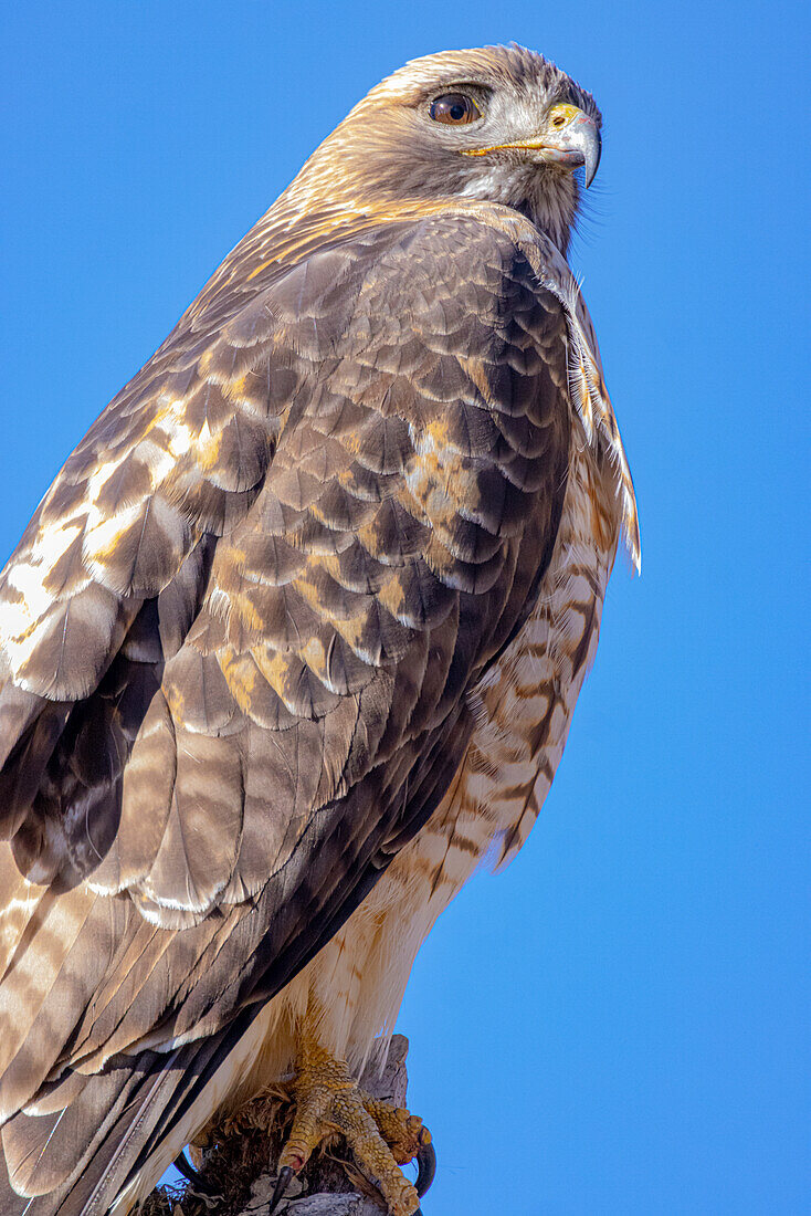 USA, Colorado, Ft. Collins. Ausgewachsener Rotschwanzbussard in Nahaufnahme.