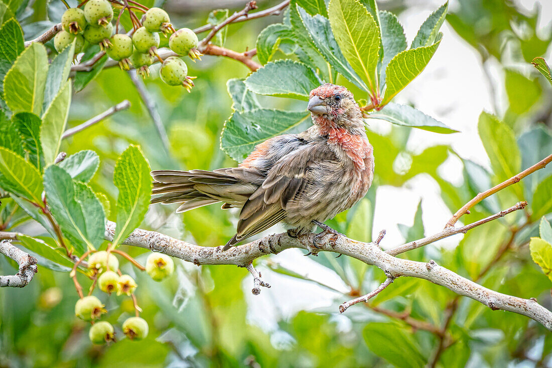 USA, Colorado, Fort Collins. Male house finch in a Hawthorne tree.