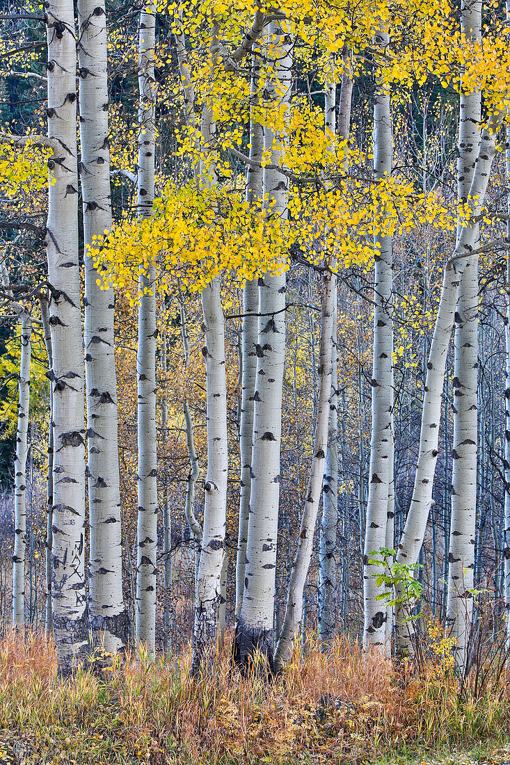 Aspen Grove in leuchtenden goldenen Herbstfarben in der Nähe von Aspen Township, Colorado