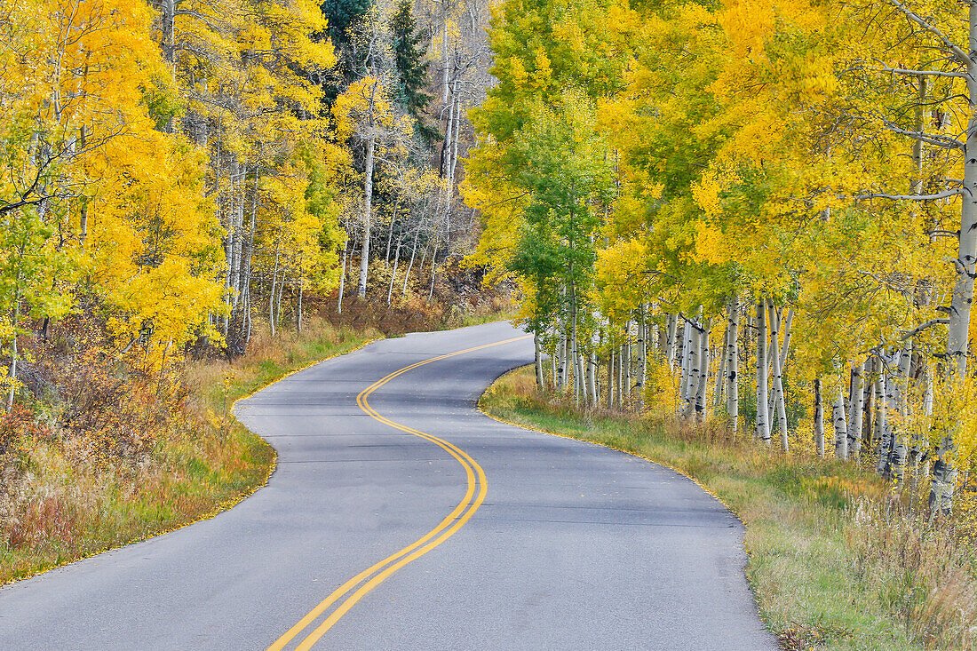 Gekrümmte Fahrbahn in der Nähe von Aspen, Colorado, in Herbstfarben und Espenhainen.