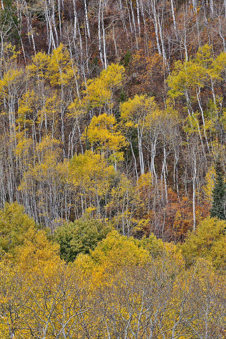 Espen in goldenen Herbstfarben entlang des McClure Pass, Colorado