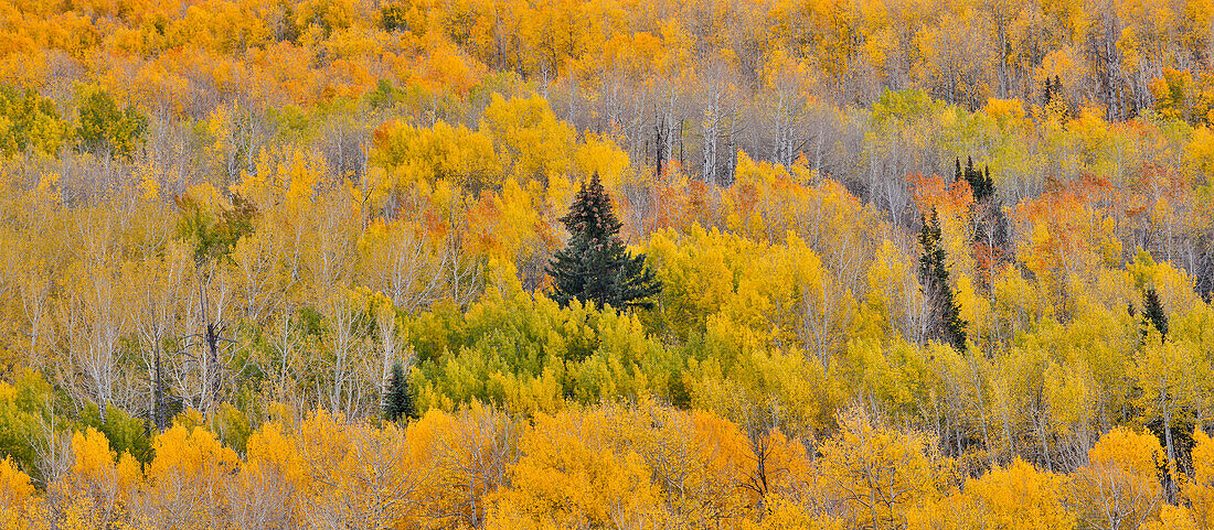 Keebler Pass, Colorado, Fall golden aspens in Panorama