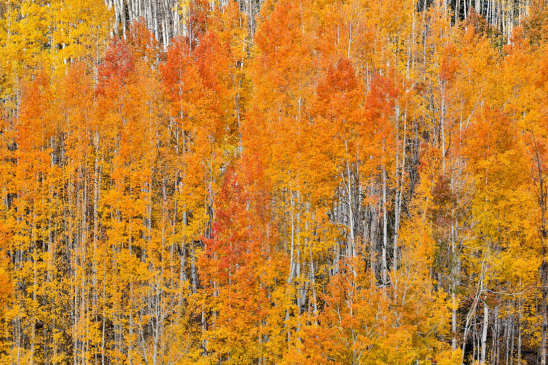 Colorado Rocky Mountains in der Nähe des Keebler Passes Herbstfarben auf Espenhainen