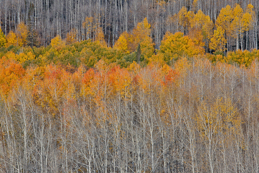 Colorado Rocky Mountains in der Nähe des Keebler Passes Herbstfarben auf Aspen Groves