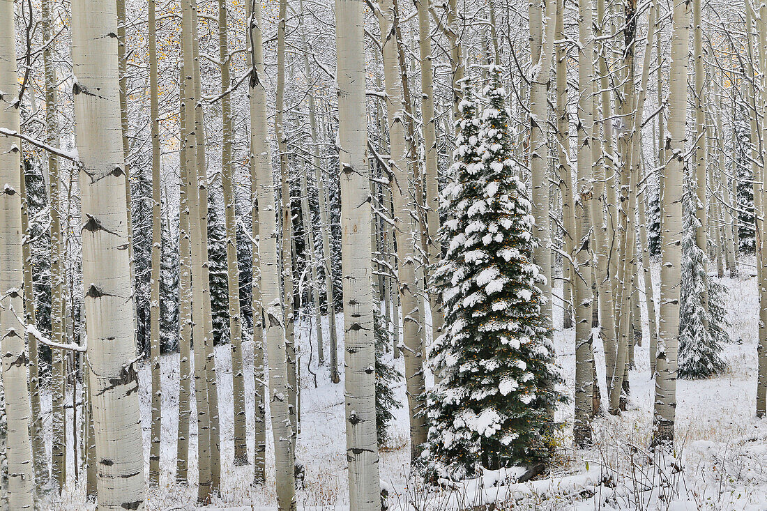 Rocky Mountains Espenhain Herbst Schnee, Keebler Pass, Colorado.