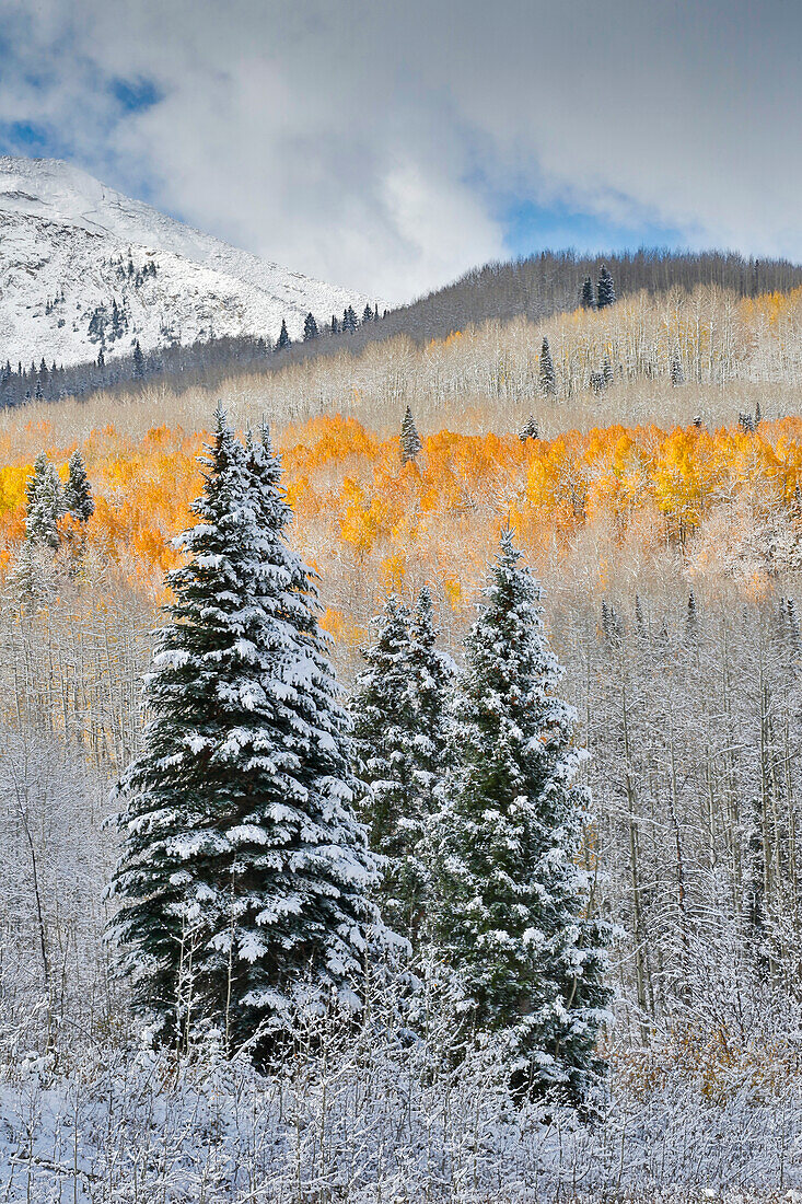Rocky Mountains, Colorado. Herbstfarben der Espen und Neuschnee Keebler Pass