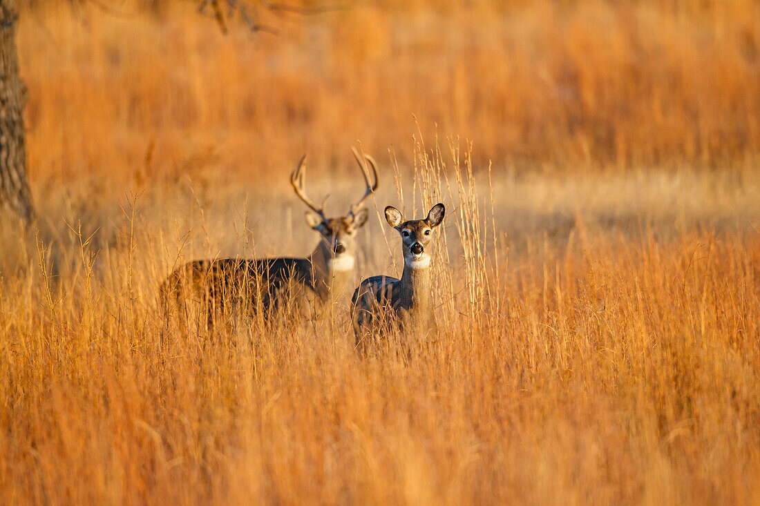 White-tailed Deer (Odocoileus virginianus) male and female in grassland habitat