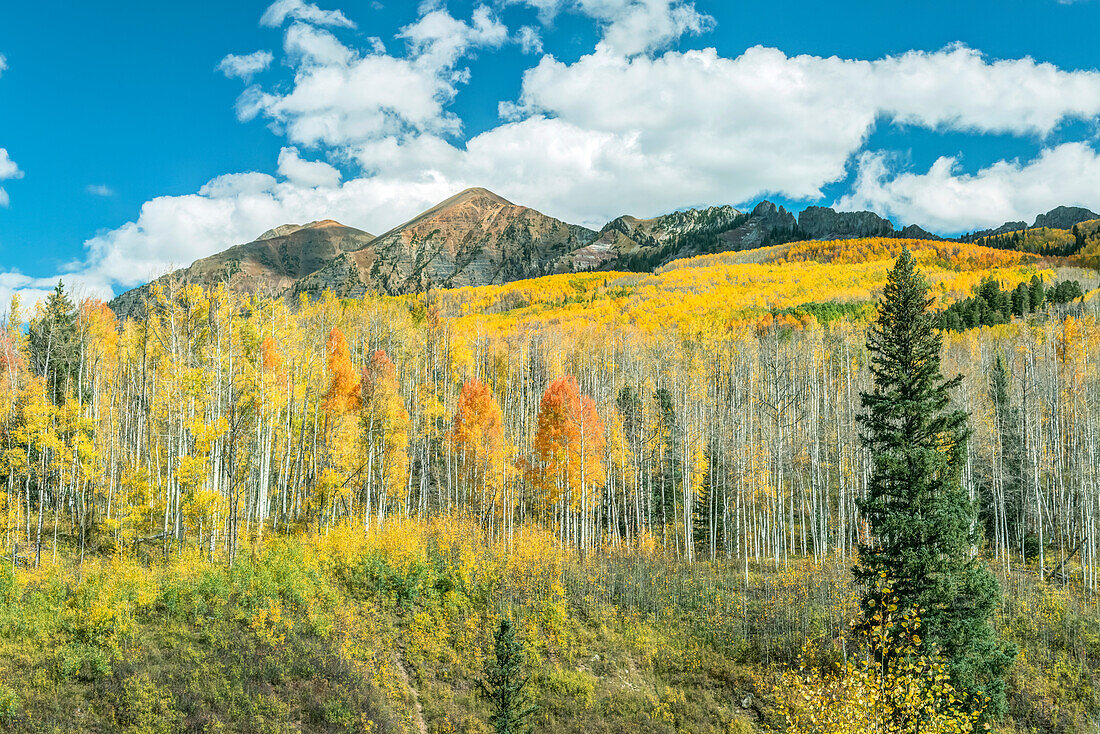 Usa, Colorado, Gunnison National Forest, Autumn color at Kebler Pass (Large format sizes available)