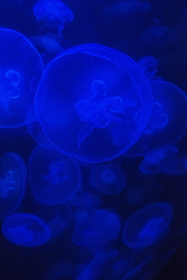 Norwalk Aquarium, Norwalk, Connecticut, USA. Captive. Jellyfish in blue enclosure.