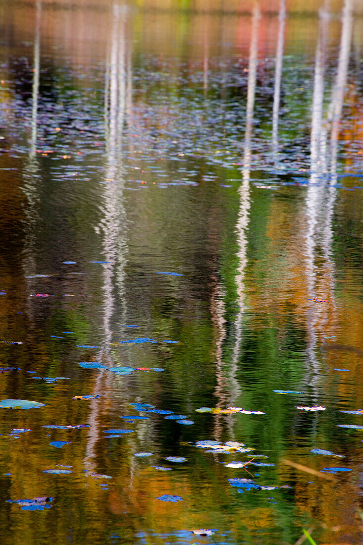 Herbstlaub, das sich auf dem Blackledge Pond spiegelt