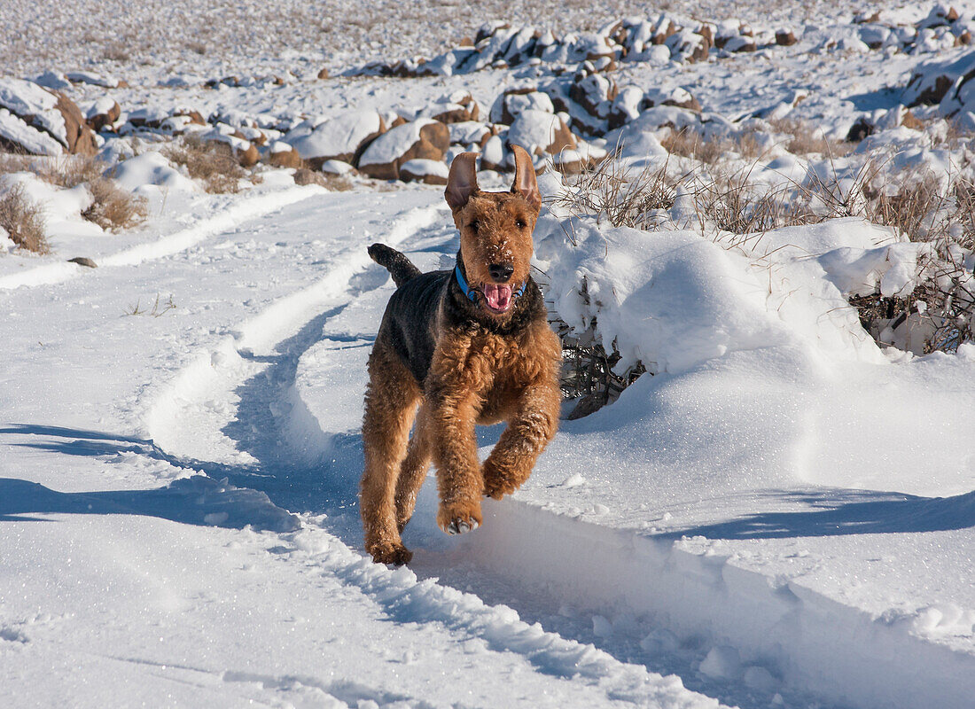 Airedale Terrier rennt durch den Schnee