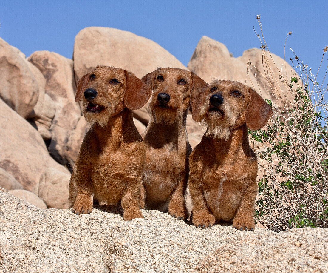 Doxen on boulders (MR)