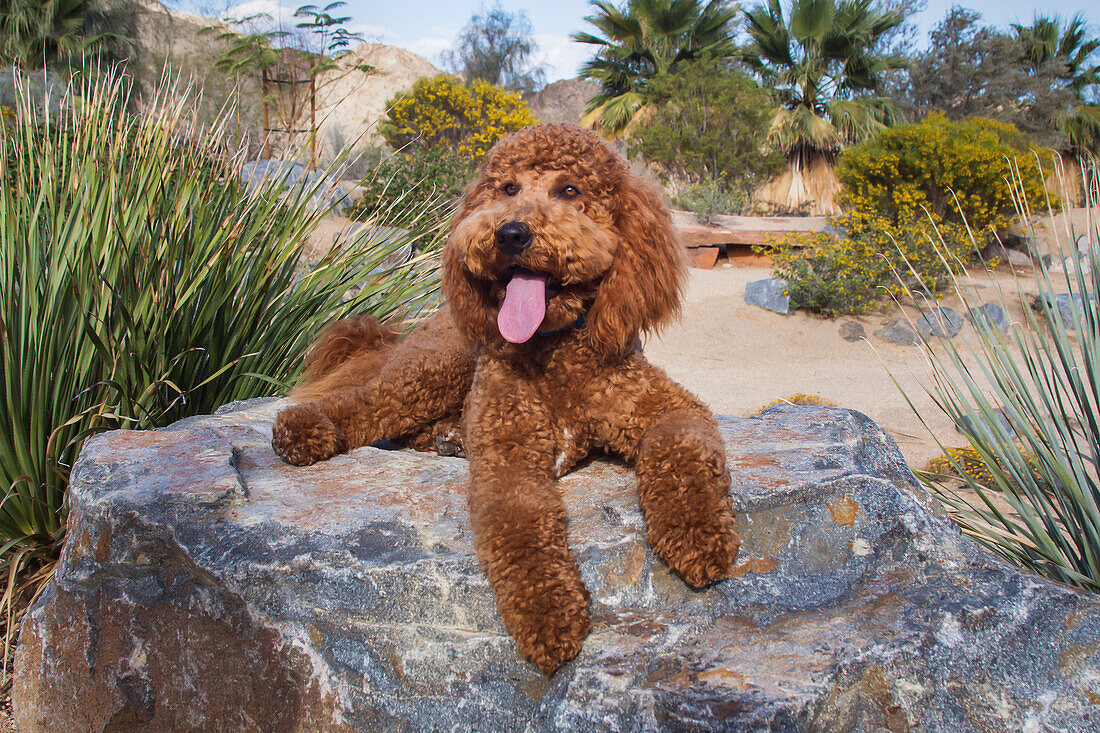 Labradoodle in desert garden