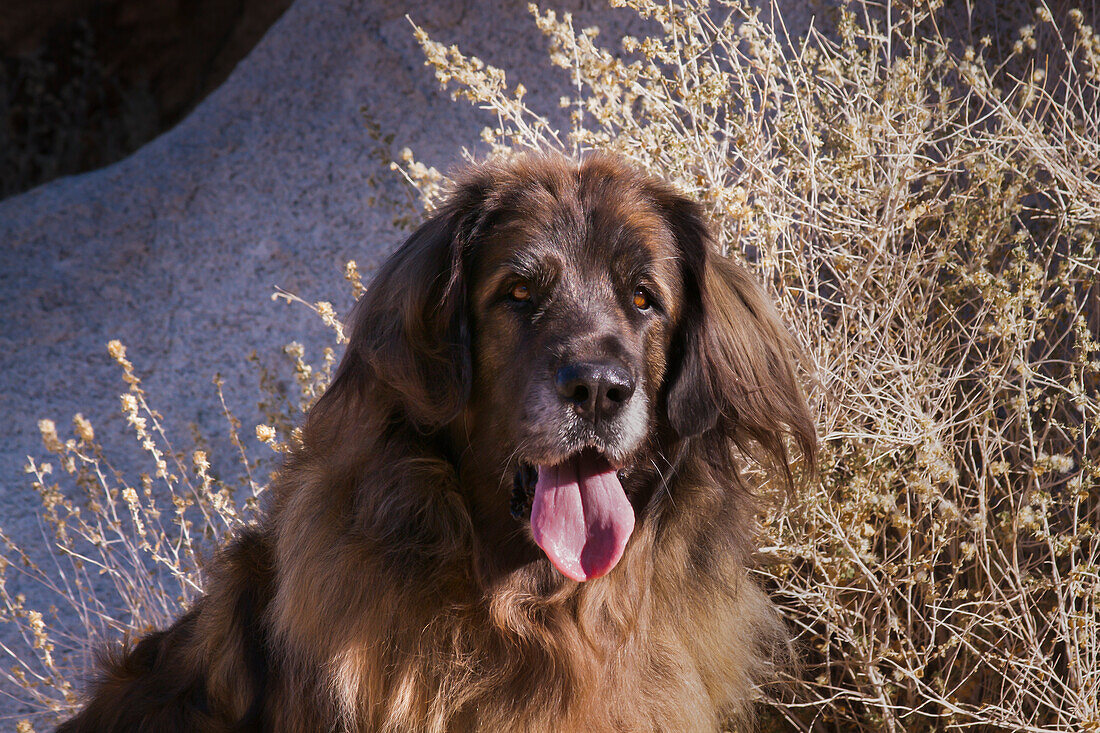 Leonberger on granite boulders