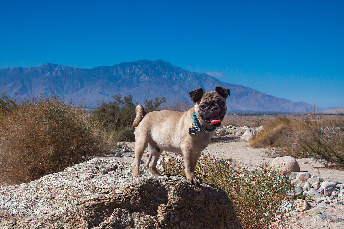 Pug puppy in the desert