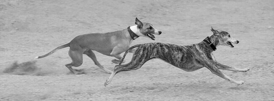 Whippets in Bewegung