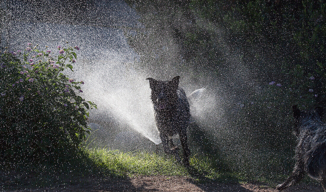 Herding dogs at play in water