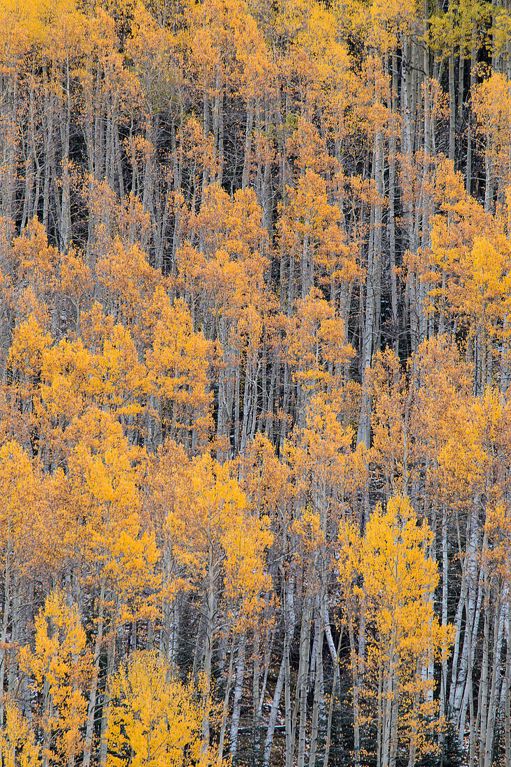 Herbstliche Espenbäume am Berghang in der Nähe des Crystal Lake bei Ouray, Colorado