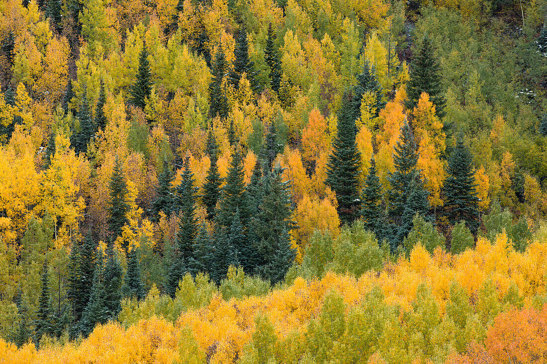 Herbstliches Espenmuster an einem Berghang in der Nähe des Crystal Lake, bei Ouray, Colorado