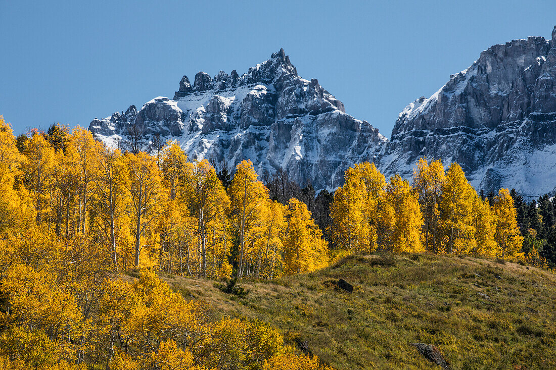 Autumn aspen trees and Sneffels Range, Mount Sneffels Wilderness, Uncompahgre National Forest, Colorado