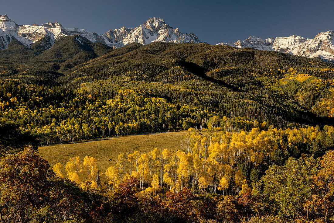 Autumn aspen trees and Mount Sneffels, Mount Sneffels Wilderness, Uncompahgre National Forest, Colorado