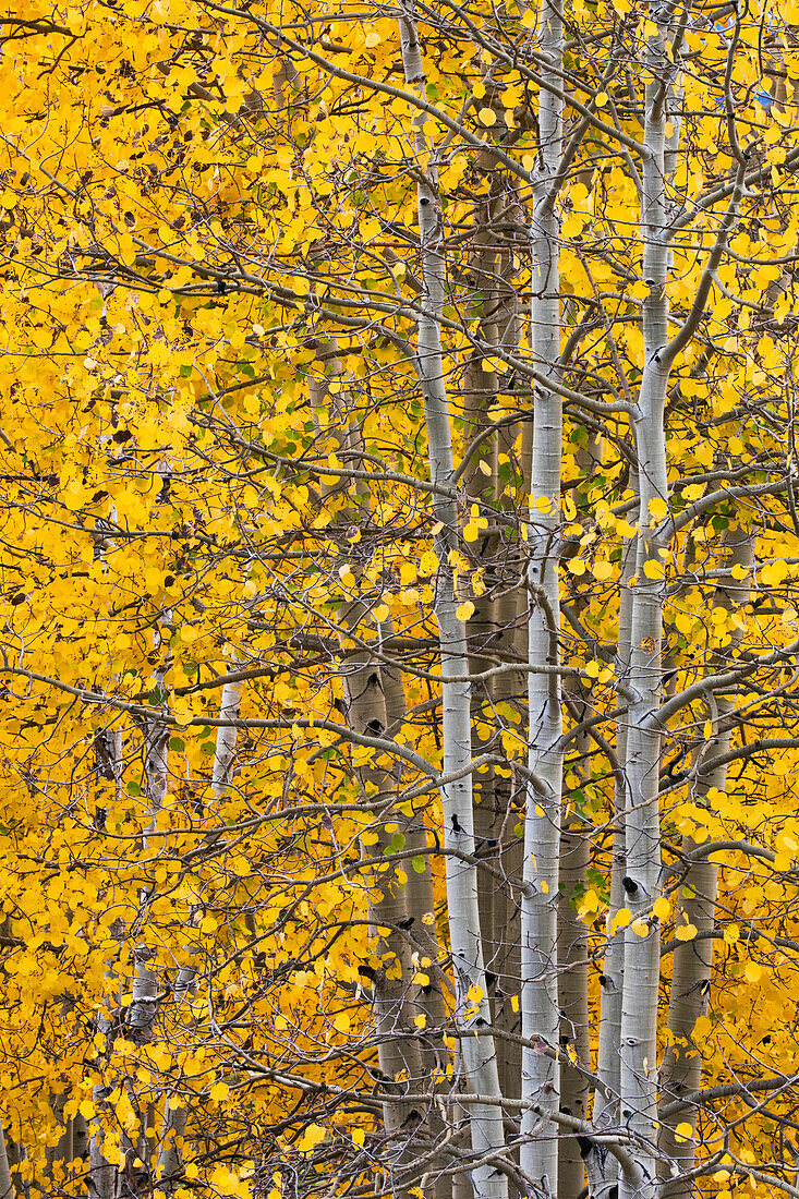 Herbstliche Espenblätter und Baumstämme, Uncompahgre National Forest, Sneffels Range, Sneffels Wilderness Area, Colorado