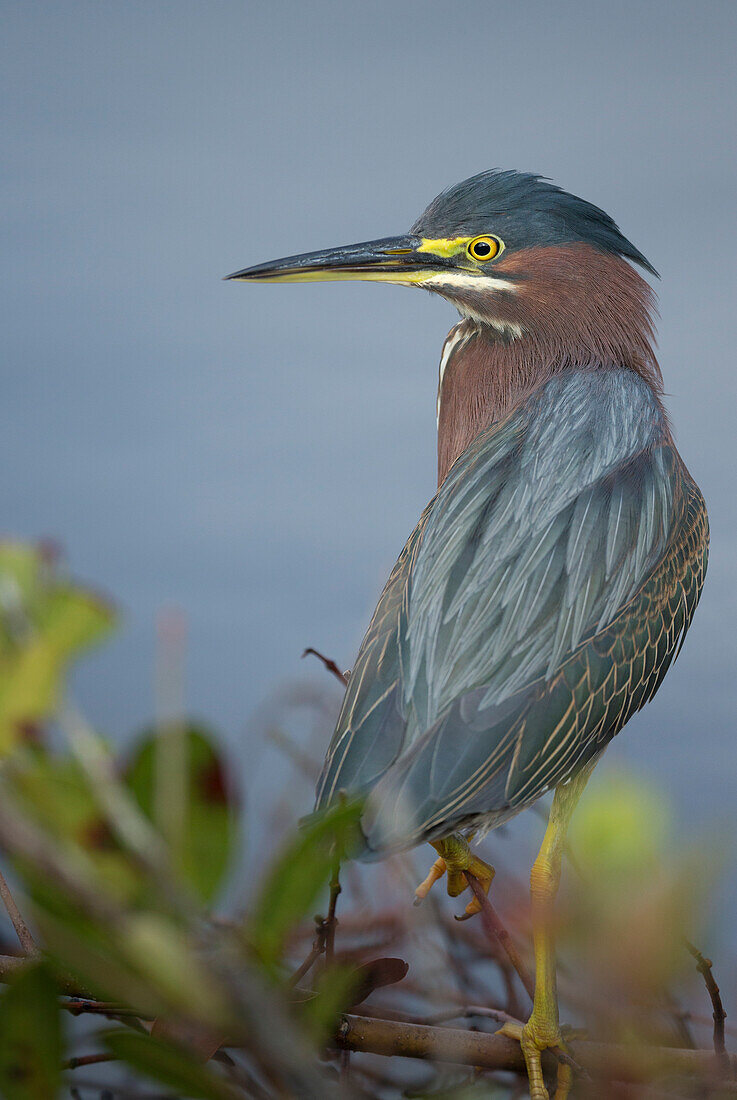 Green-backed heron among red mangroves, Butorides virescens, Merritt Island National Wildlife Refuge, Florida