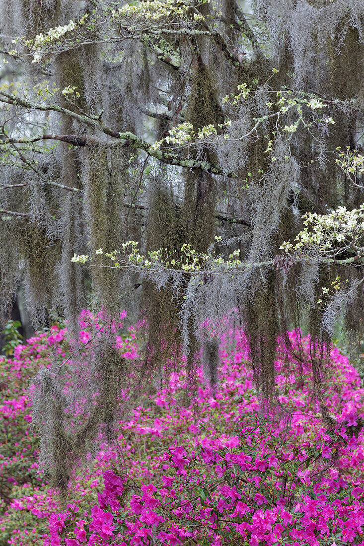 Flowering dogwood trees and azaleas in full bloom in spring, Bonaventure Cemetery, Savannah, Georgia