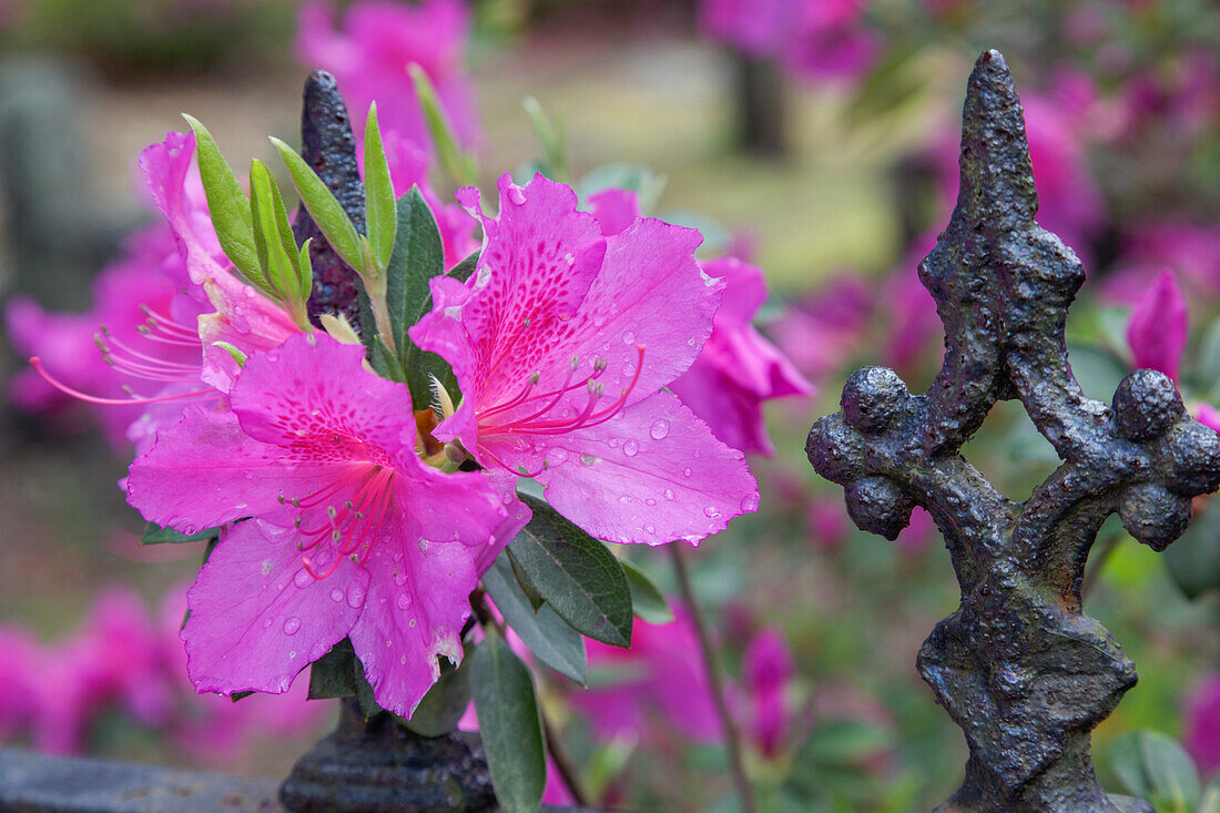 Eisenzaun und Azaleen in voller Blüte, Bonaventure-Friedhof, Savannah, Georgia