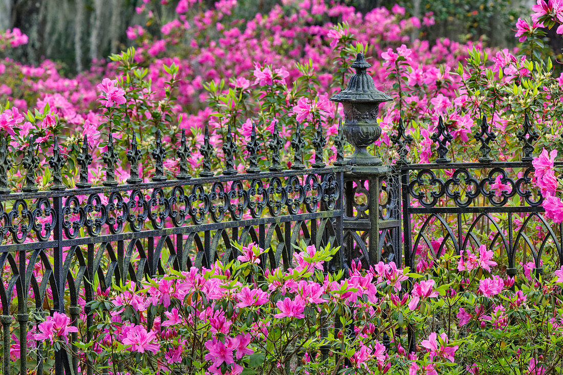 Eisenzaun und Azaleen in voller Blüte, Bonaventure-Friedhof, Savannah, Georgia