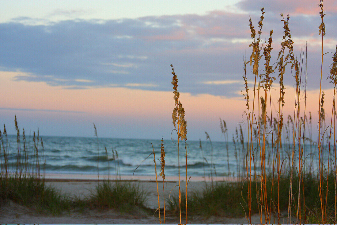 Sea Oats against Sunset Sky, Tybee Island, Georgia, USA