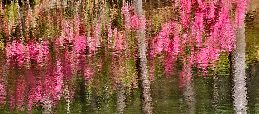 Tree trunks and azaleas reflected in calm pond, Callaway Gardens, Georgia