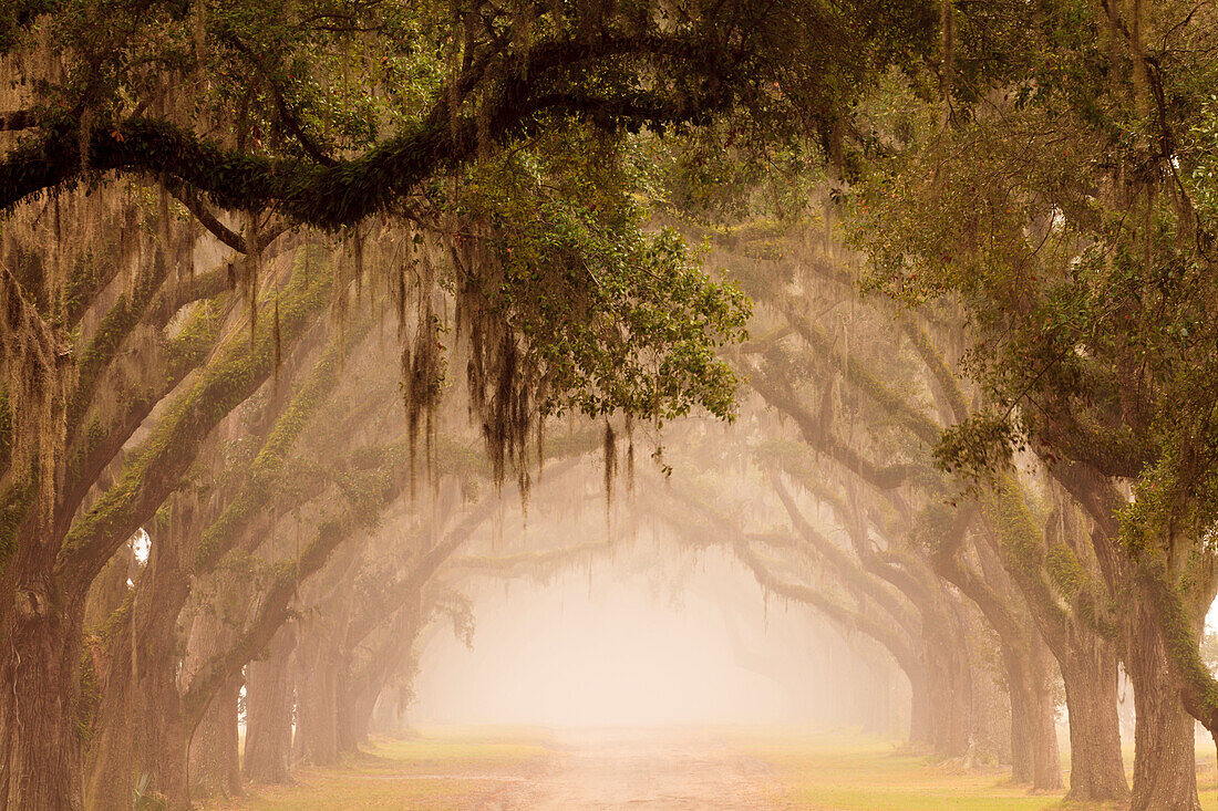 USA, Georgia, Savannah. Wormsloe Plantation Drive in the early morning fog.