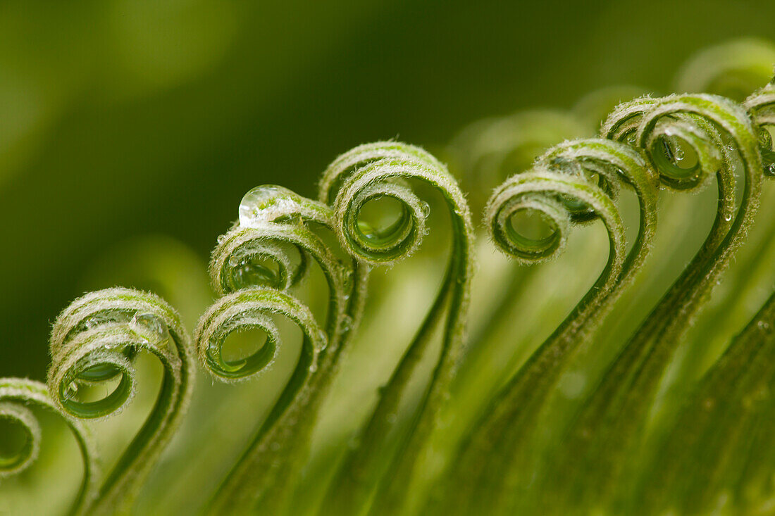 USA, Georgia, Savannah. Neues Wachstum der Sago-Palme.