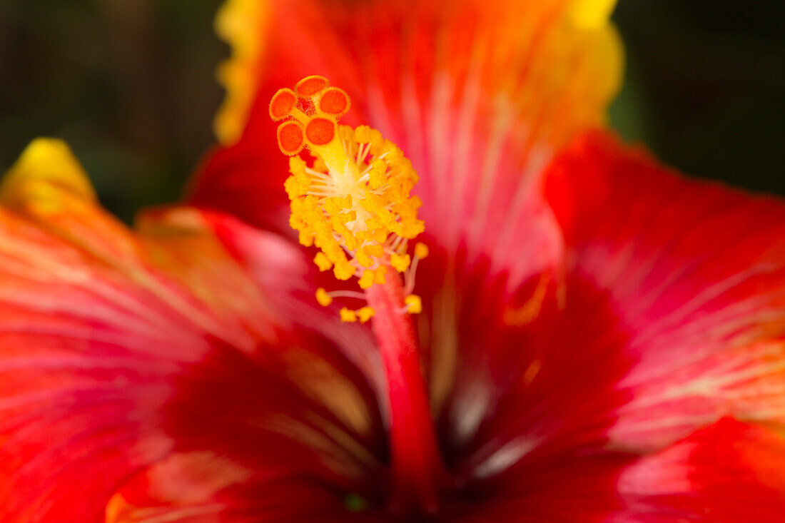 USA, Georgia, Savannah. Nahaufnahme eines Hibiskus,