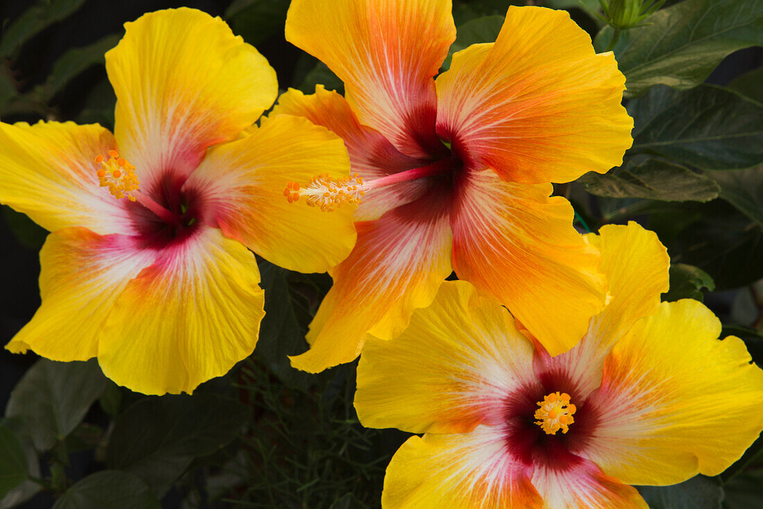 USA, Georgia, Savannah. Hibiscus blooming in the spring.