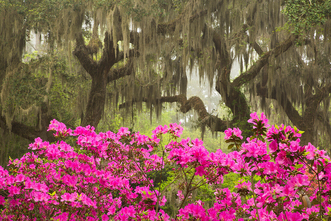 USA, Georgia, Savannah. Oak trees and azaleas at Bonaventure Cemetery in the spring