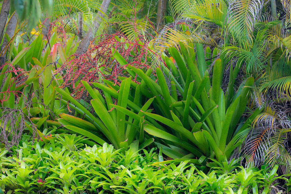 McBryde Garden, Kauai, Hawaii