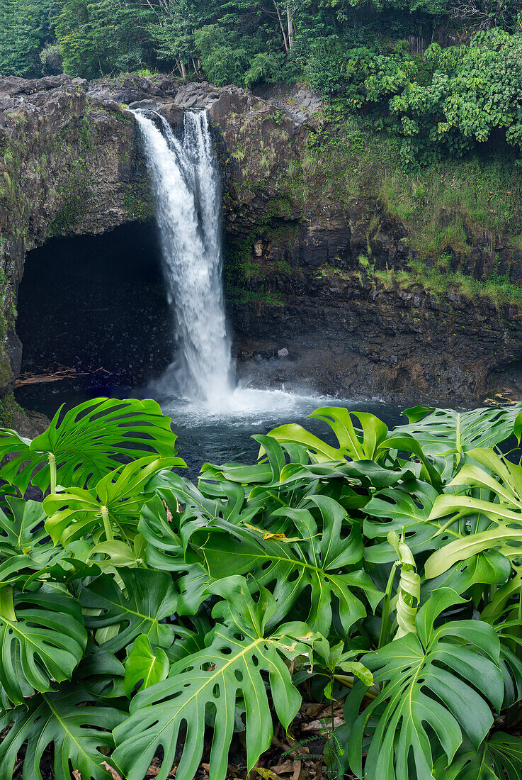 USA, Hawaii, Big Island of Hawaii. Wailuku River State Park, Rainbow Falls with monstera plants and surrounding lush vegetation.
