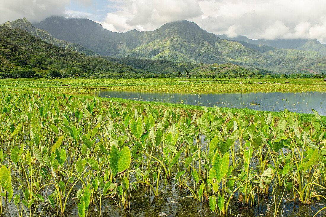 Taro fields in Hanalei National Wildlife Refuge, Hanalei Valley, Kauai, Hawaii.