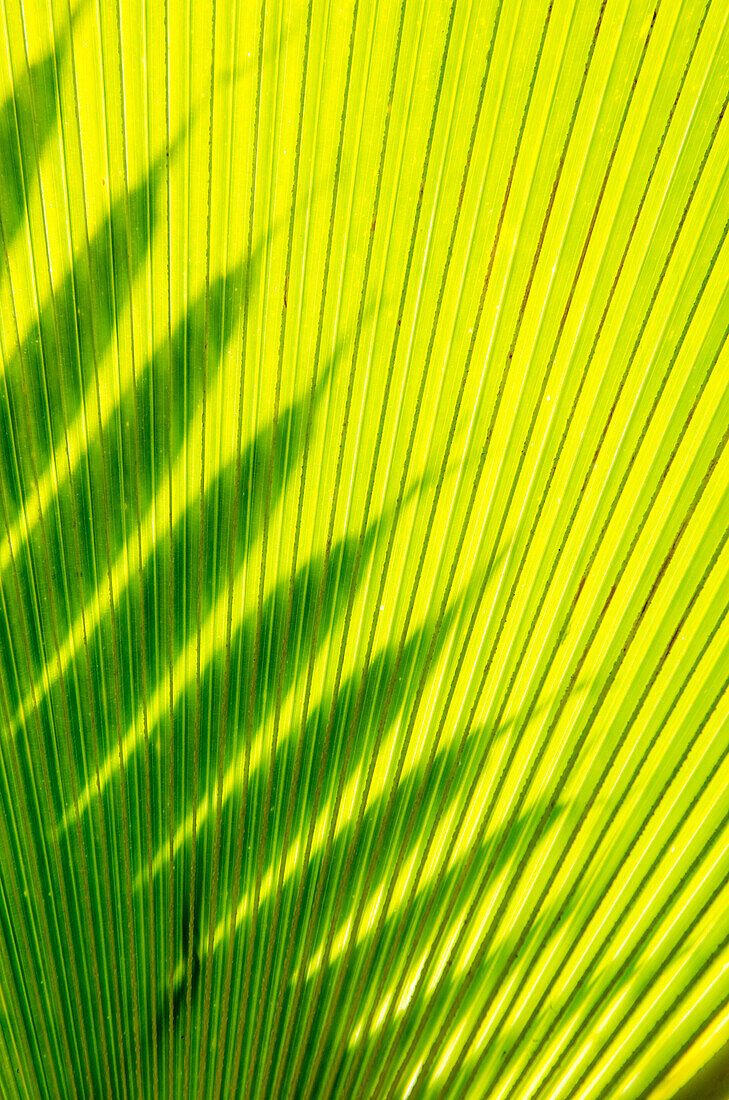 Palm frond in Na `Aina Kai Botanical Gardens and Sculpture Park, Kauai, Hawaii.