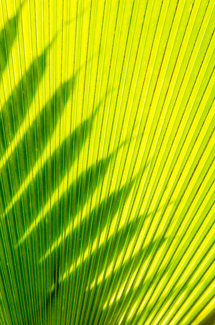 Palmenwedel im Na `Aina Kai Botanical Gardens and Sculpture Park, Kauai, Hawaii.