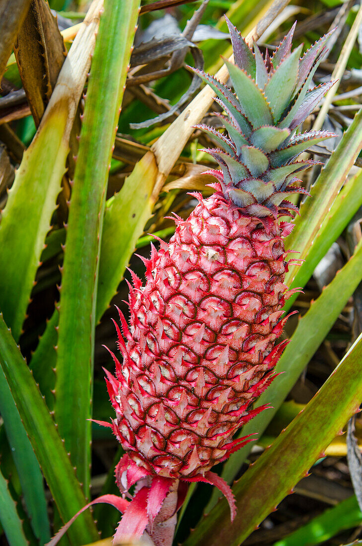 Pineapple plants Dole Plantation, Wahiawa, Oahu, Hawaii.