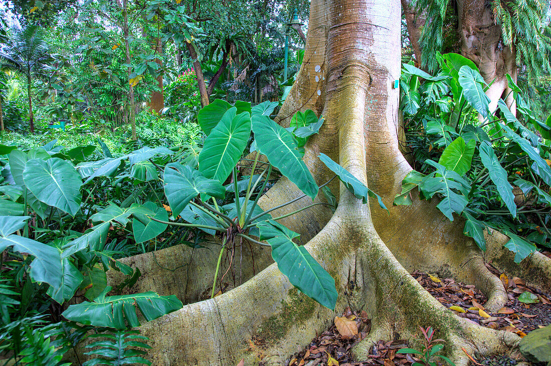 USA, Hawaii, Oahu, Philodendrons Growing in Forest
