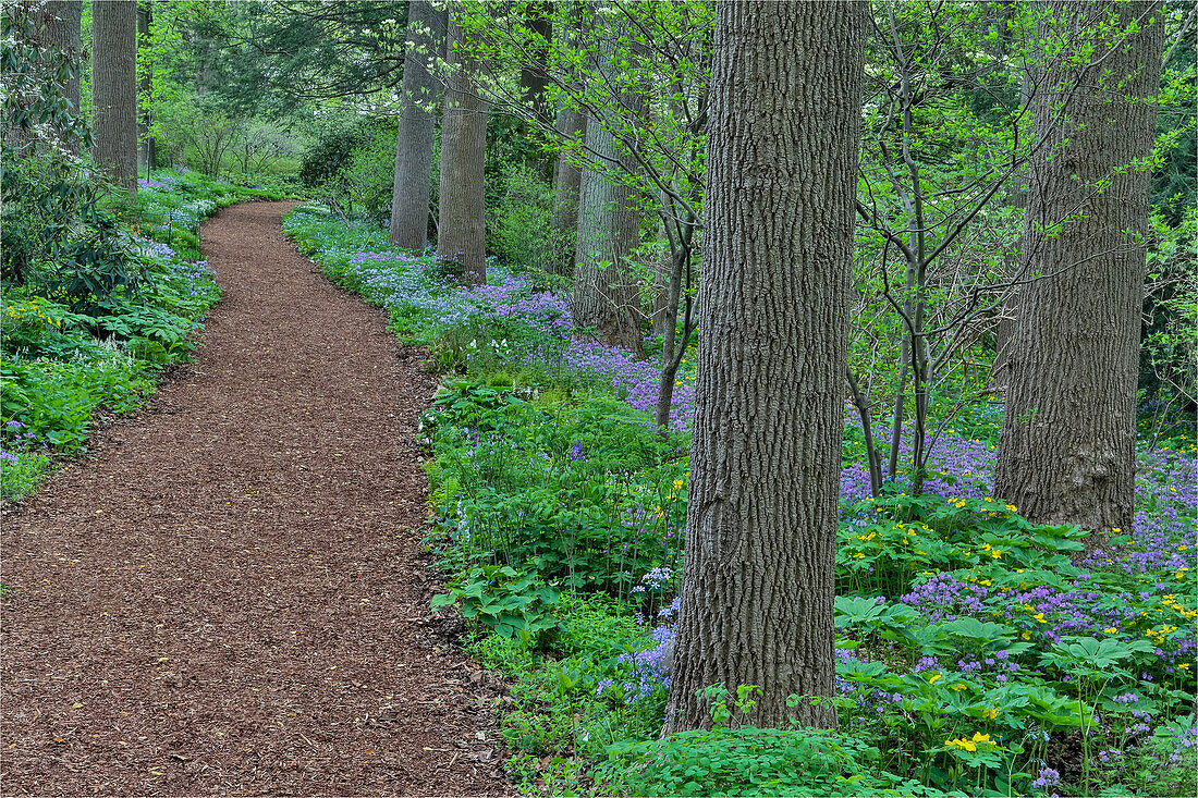 Springtime Mt. Cuba Garden, Hockessin, Delaware. Along the Woods path rimmed by wildflowers
