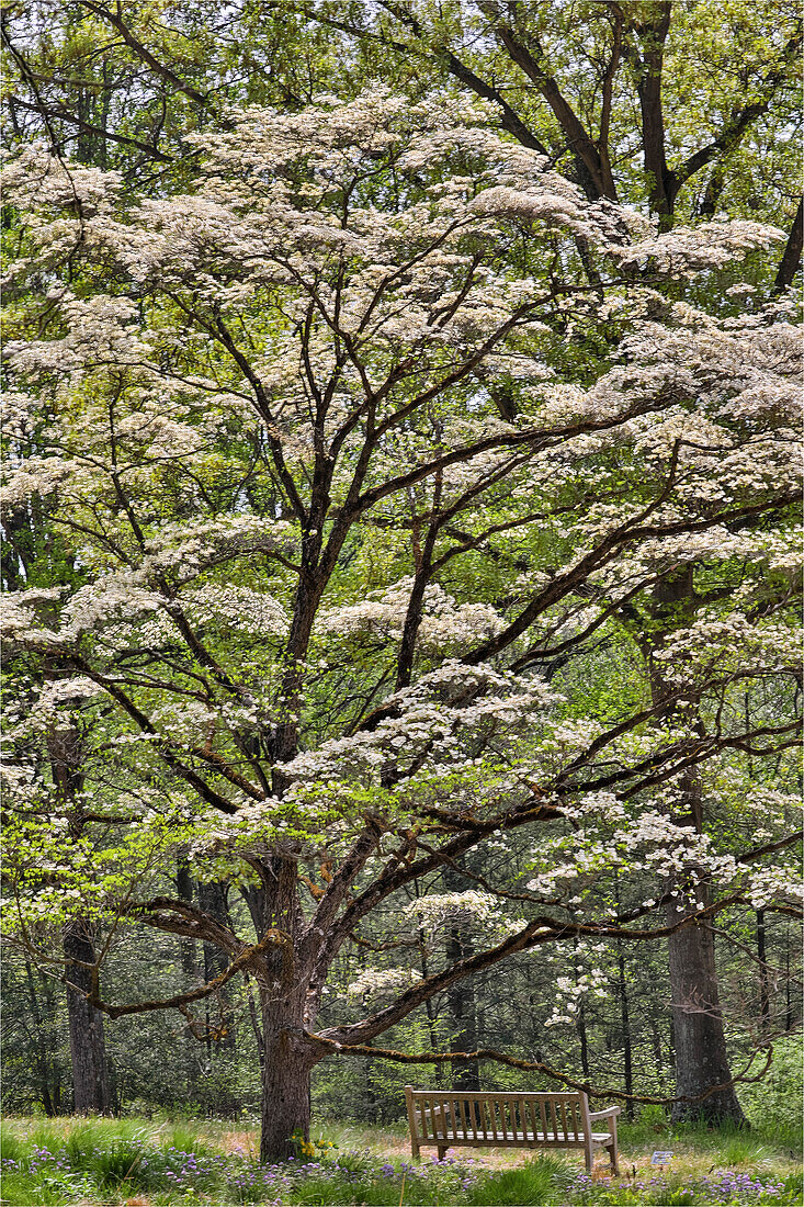 Bench under blooming white dogwood amongst the hardwood tree. Mt. Cuba Center, Hockessin, Delaware