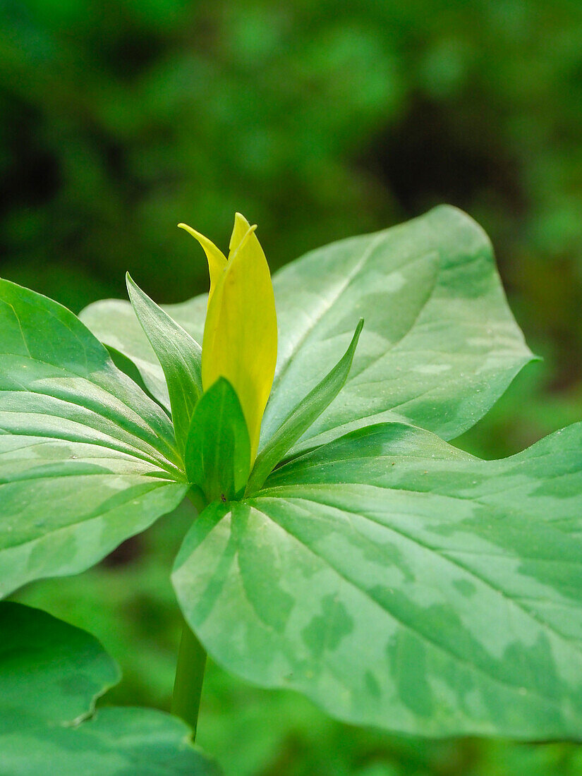 USA, Delaware. A Yellow trillium, Trillium erectum, T. luteum, growing in a wildflower garden.