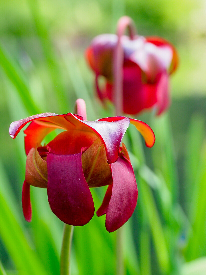 USA, Delaware. The red flower of the pitcher plant (sarracenia rubra), a carnivorous plant.