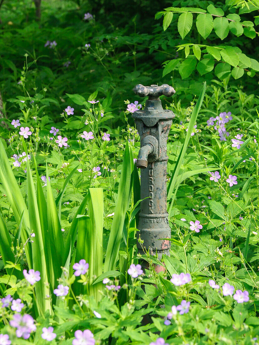 USA, Delaware. An antique water hose attachment surrounded by wildflowers.
